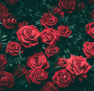 https://www.ajot.com/images/uploads/article/Valentines_Flowers.png