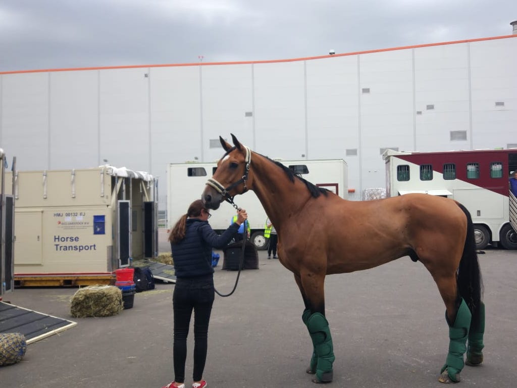 AirBridgeCargo Airlines demonstrates its commitment to the safe  transportation of live animals with another 'first-class' equine delivery |  