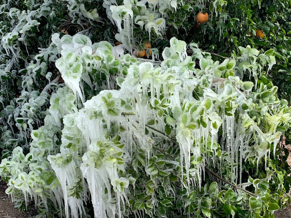Texas grapefruit trees encased in ice after a winter storm hammered the state with record cold. (Dale Murden