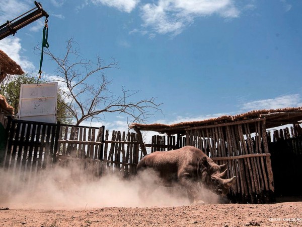 Rhino in new home in Chad