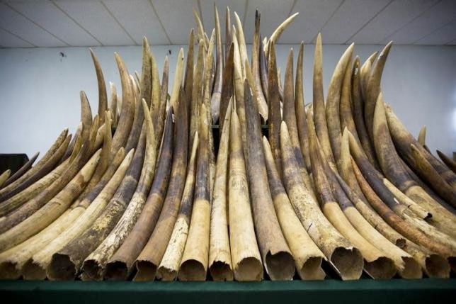  Ivory tusks are displayed after the official start of the destruction of confiscated ivory in Hong Kong May 15, 2014. Reuters/Tyrone Siu 
