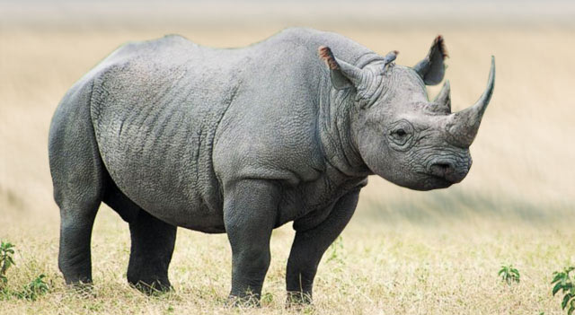 Black rhino is nearly extinct