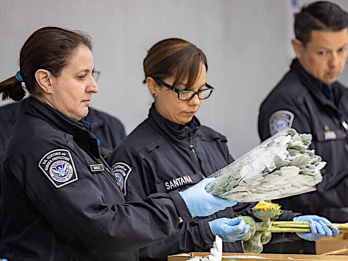 Agriculture specialists with the U.S. Customs and Border Protection (CBP) at ports around the country are responsible for processing not just Valentine’s Day flowers, but all produce and other agricultural products entering the United States, ensure these products are pest and disease-free. 