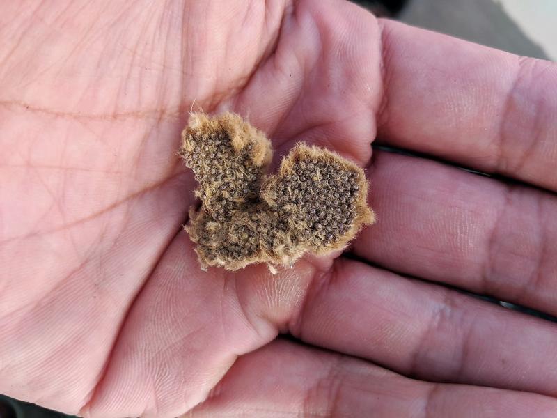 CBP agriculture specialists found 20 Asian Gypsy Moth egg masses on an international vessel.