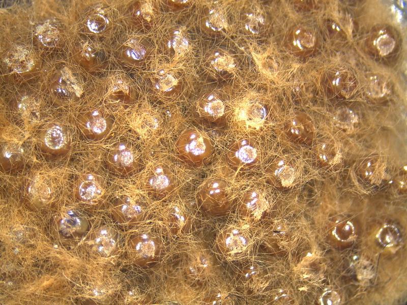 This is a closeup of an Asian Gypsy Moth mass. Each mass can contain hun- dreds of eggs that produce pests, which eat the foliage of more than 500 tree and shrub species. 