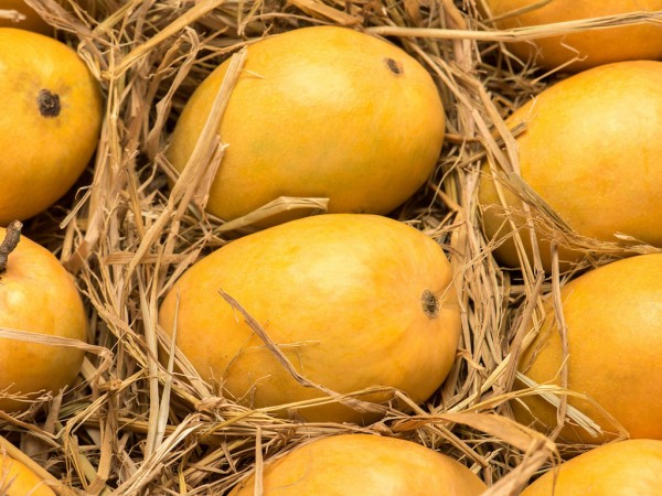 Mango Exports from India