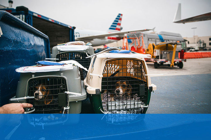 Bringing your pets home: American Airlines offers customers front-door pet  delivery service provided by My Pet Cab 
