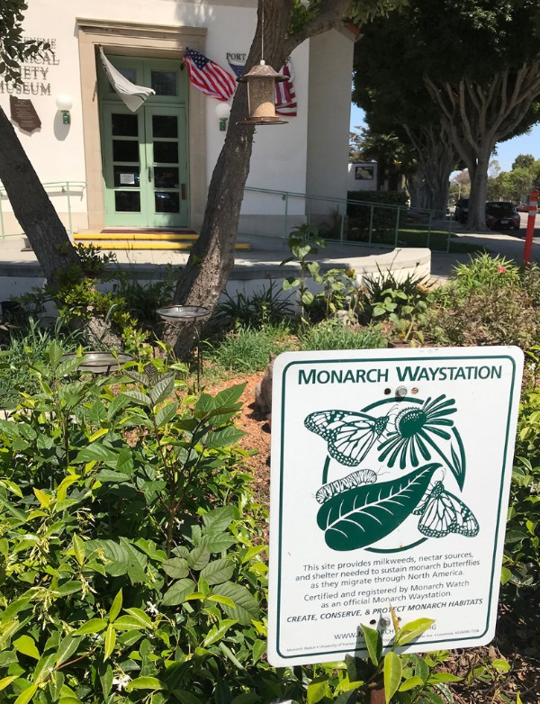 The monarch waystation in front of the Port Hueneme Historical Society Museum 