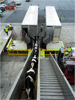 Dairy cows walk a specialized gangway to board the vessel. 