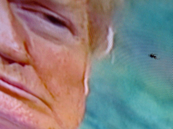 A spider confined between layers of the display of a TV imported from Mexico draws a presidential scowl. (Photo by Paul Scott Abbott, AJOT) 