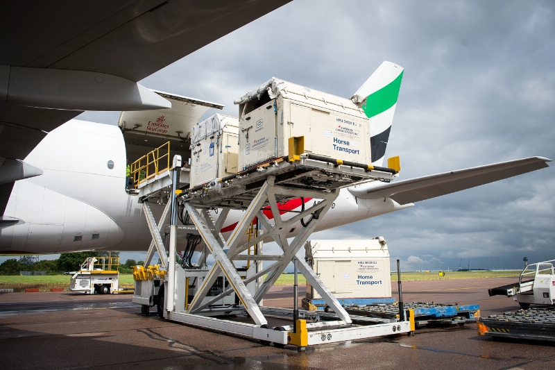 Horses bound for the Rio 2016 Olympic games are loaded onto an Emirates SkyCargo Being 777-F at London Stansted Airport. On the flight were 34 horses from 10 of the nations competing in Equestrian at Rio 2016