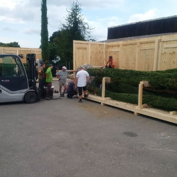 The trees being packed into one of their protective wooden cases in preparation for the flight to Uzbekistan