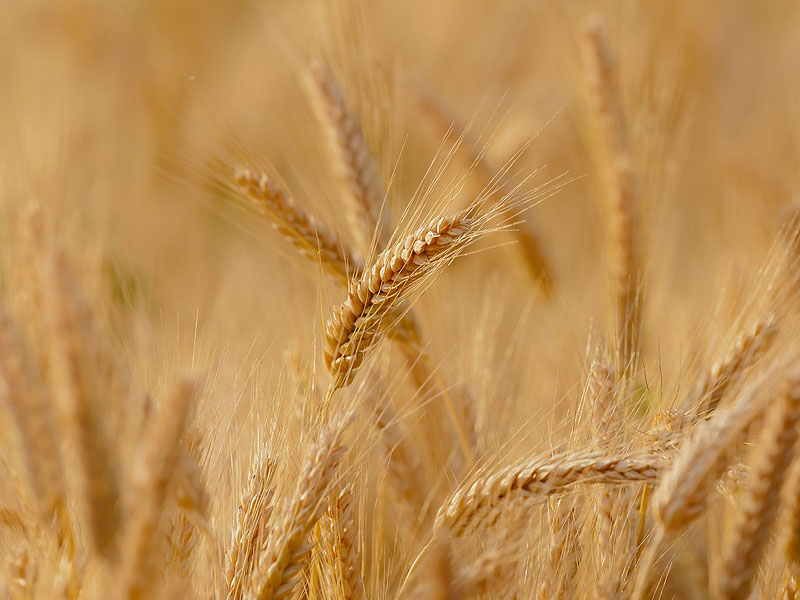Wheat is Argentinian most important grain